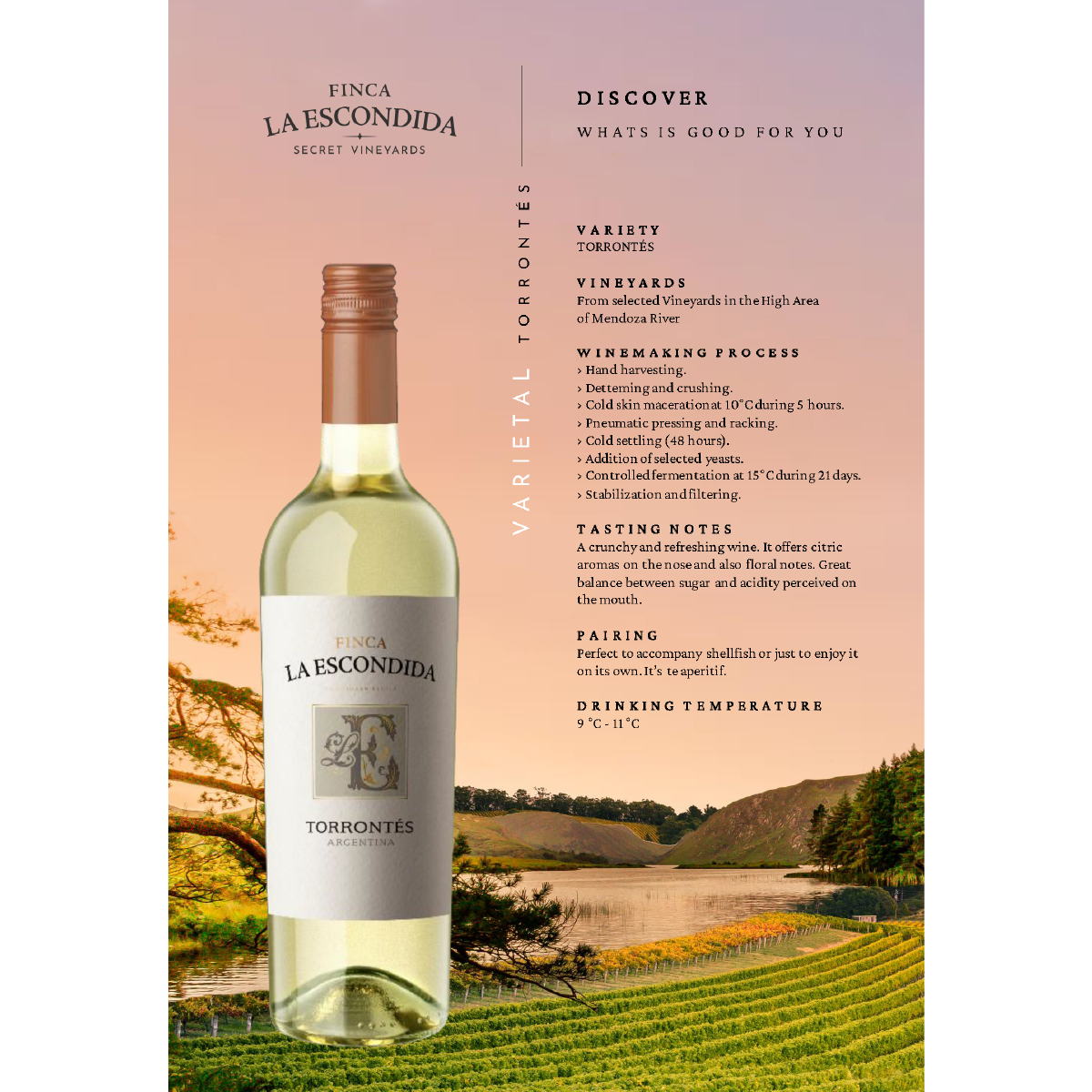 FINCA LA ESCONDIDA TORRONTES 2023, 13%